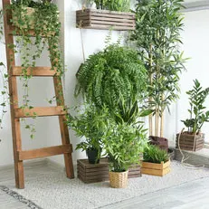 Plantes-d’interieur